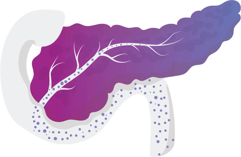 Pancreas diagram